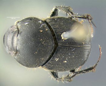 Media type: image;   Entomology 602108 Aspect: habitus dorsal view